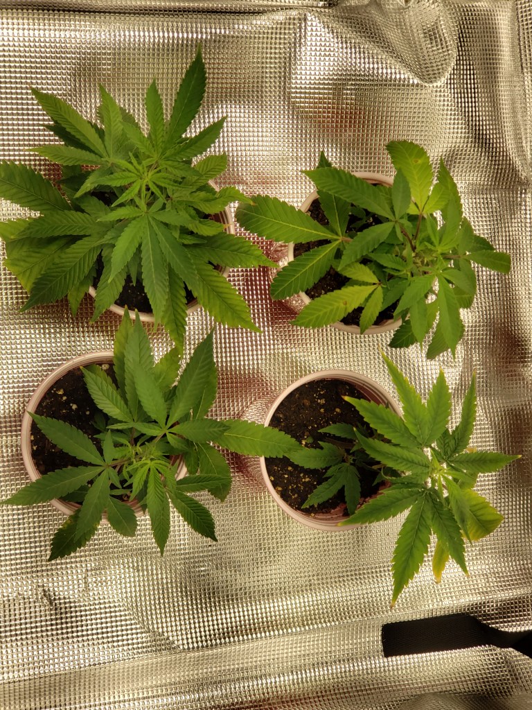 Cannabis Plants Purple Kush Seedlings Dr. Digital Philosophy 2022